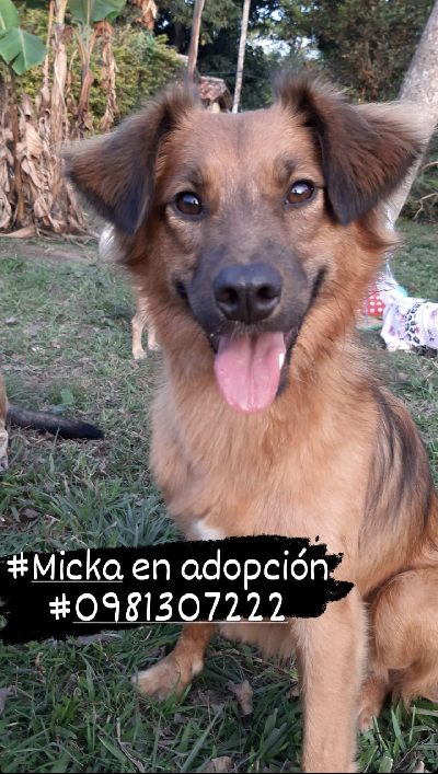 Micka